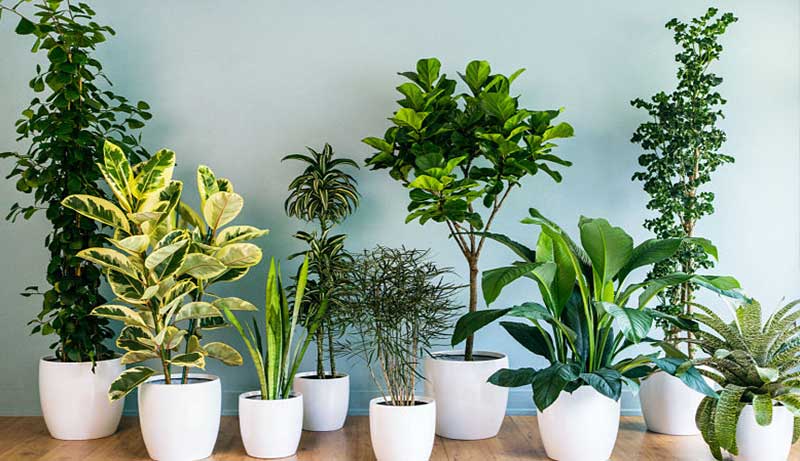 Best Pots for Outdoor Plants