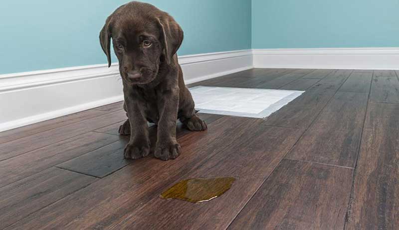 Steps to Prevent Your Dog from Peeing on the Laminate